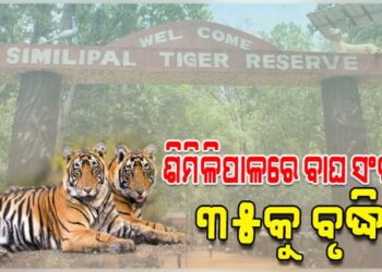 ଶିମିଳିପାଳ ଜାତୀୟ ଅଭୟାରଣ୍ୟରେ ବାଘ ସଂଖ୍ୟା ୩୫କୁ ବୃଦ୍ଧି