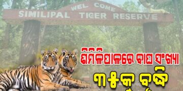ଶିମିଳିପାଳ ଜାତୀୟ ଅଭୟାରଣ୍ୟରେ ବାଘ ସଂଖ୍ୟା ୩୫କୁ ବୃଦ୍ଧି