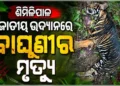ଶିମିଳିପାଳ ଜାତୀୟ ଉଦ୍ୟାନରେ କଳା ବାଘୁଣୀର ମୃତ୍ୟୁ