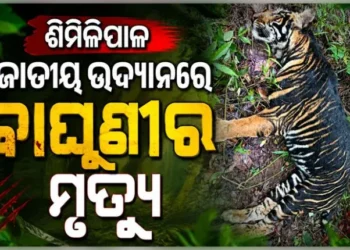 ଶିମିଳିପାଳ ଜାତୀୟ ଉଦ୍ୟାନରେ କଳା ବାଘୁଣୀର ମୃତ୍ୟୁ