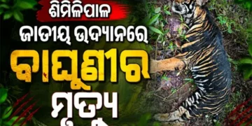 ଶିମିଳିପାଳ ଜାତୀୟ ଉଦ୍ୟାନରେ କଳା ବାଘୁଣୀର ମୃତ୍ୟୁ