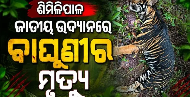 ଶିମିଳିପାଳ ଜାତୀୟ ଉଦ୍ୟାନରେ କଳା ବାଘୁଣୀର ମୃତ୍ୟୁ