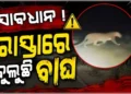 ସାବଧାନ ! ରାସ୍ତାରେ ବୁଲୁଛି ବାଘ