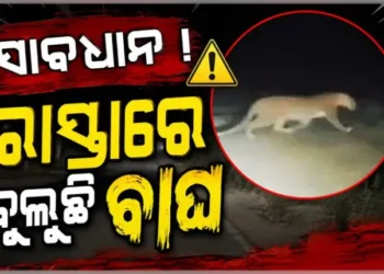 ସାବଧାନ ! ରାସ୍ତାରେ ବୁଲୁଛି ବାଘ