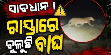 ସାବଧାନ ! ରାସ୍ତାରେ ବୁଲୁଛି ବାଘ
