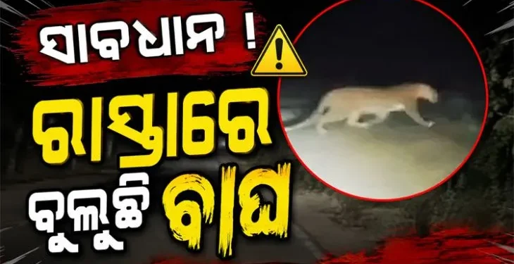 ସାବଧାନ ! ରାସ୍ତାରେ ବୁଲୁଛି ବାଘ