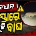 ସାବଧାନ ! ରାସ୍ତାରେ ବୁଲୁଛି ବାଘ