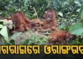 ଓଡ଼ିଶାକୁ ପଶି ଆସିଲେ ଓରାଙ୍ଗଉଟାନ୍‌