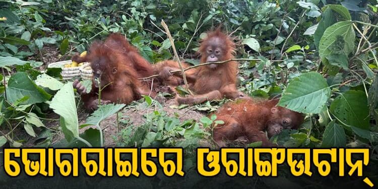 ଓଡ଼ିଶାକୁ ପଶି ଆସିଲେ ଓରାଙ୍ଗଉଟାନ୍‌