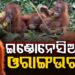 ଓରାଙ୍ଗଉଟାନ୍ ଛୁଆଙ୍କୁ ଇଣ୍ଡୋନେସିଆ ଫେରାଇ ନେବାକୁ ଆନ୍ତର୍ଜାତୀୟ ସ୍ତରରେ କସରତ
