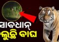 ସାବଧାନ! ରାତିରେ ଏଇଠି ବୁଲୁଛି ବାଘ