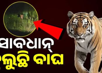 ସାବଧାନ! ରାତିରେ ଏଇଠି ବୁଲୁଛି ବାଘ