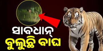 ସାବଧାନ! ରାତିରେ ଏଇଠି ବୁଲୁଛି ବାଘ