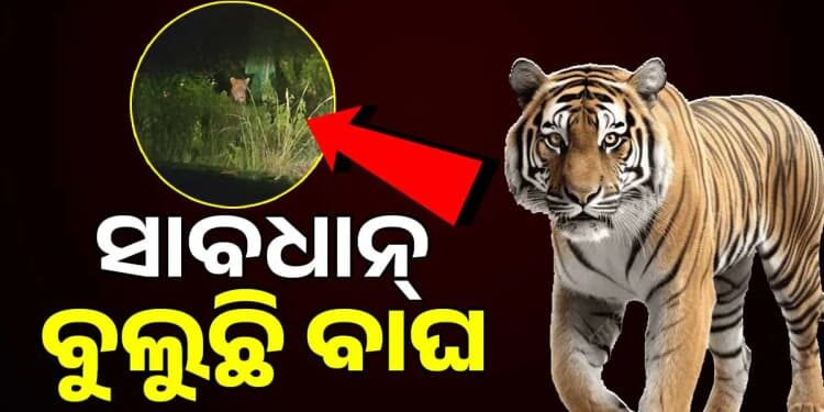 ସାବଧାନ! ରାତିରେ ଏଇଠି ବୁଲୁଛି ବାଘ