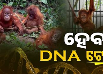 ଖୁବଶୀଘ୍ର ହେବ ଓରାଙ୍ଗଉଟାଙ୍ଗଙ୍କ DNA ଟେଷ୍ଟ