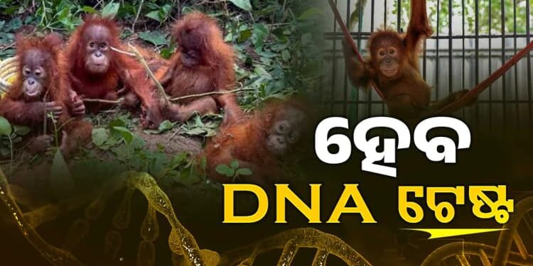 ଖୁବଶୀଘ୍ର ହେବ ଓରାଙ୍ଗଉଟାଙ୍ଗଙ୍କ DNA ଟେଷ୍ଟ