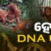 ଖୁବଶୀଘ୍ର ହେବ ଓରାଙ୍ଗଉଟାଙ୍ଗଙ୍କ DNA ଟେଷ୍ଟ