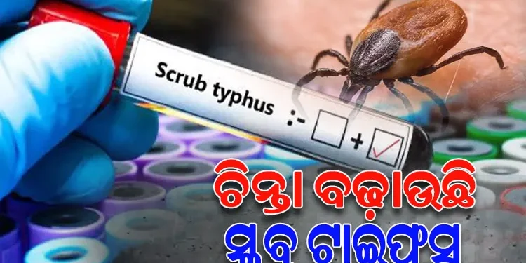 ସୁନ୍ଦରଗଡ଼ ଜିଲ୍ଲାରେ ୮୦୦ ପାର ସ୍କ୍ରବ୍ ଟାଇଫସ୍ ରୋଗୀ