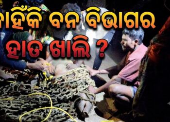 ଗୁହାଳରେ ପଶିଥିବା ବାରହାକୁ ଶିକାର, ବନ ବିଭାଗର ଉଦାସୀନତାକୁ ନେଇ ପ୍ରଶ୍ନ