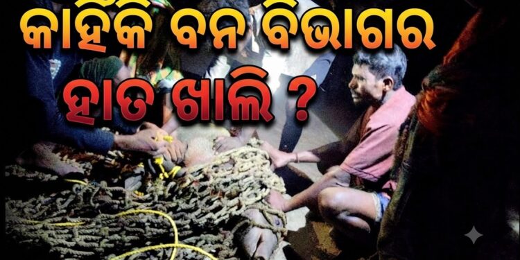ଗୁହାଳରେ ପଶିଥିବା ବାରହାକୁ ଶିକାର, ବନ ବିଭାଗର ଉଦାସୀନତାକୁ ନେଇ ପ୍ରଶ୍ନ