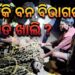 ଗୁହାଳରେ ପଶିଥିବା ବାରହାକୁ ଶିକାର, ବନ ବିଭାଗର ଉଦାସୀନତାକୁ ନେଇ ପ୍ରଶ୍ନ