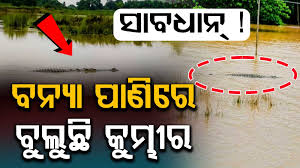 ଗେଙ୍ଗୁଟି ନଦୀର ବାଲିକୁଦା ସେତୁ ନିକଟରେ କୁମ୍ଭୀର ଆତଙ୍କ