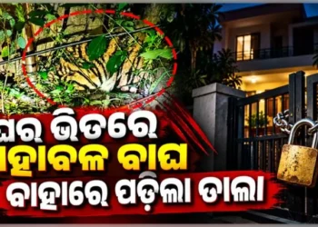 ଘରେ ପଶିଗଲା ମହାବଳ ବାଘ, ବାହାରୁ ତାଲା ପକାଇ ଦେଲେ ଗାଁ ଲୋକେ