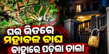 ଘରେ ପଶିଗଲା ମହାବଳ ବାଘ, ବାହାରୁ ତାଲା ପକାଇ ଦେଲେ ଗାଁ ଲୋକେ