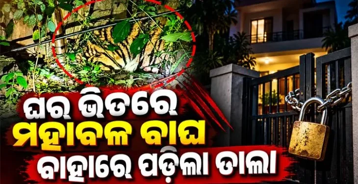 ଘରେ ପଶିଗଲା ମହାବଳ ବାଘ, ବାହାରୁ ତାଲା ପକାଇ ଦେଲେ ଗାଁ ଲୋକେ