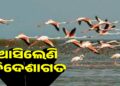 କଣାସରେ ମେଳି ବାନ୍ଧିଲେଣି ହଜାର ହଜାର ବିଦେଶୀ ପକ୍ଷୀ