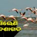 କଣାସରେ ମେଳି ବାନ୍ଧିଲେଣି ହଜାର ହଜାର ବିଦେଶୀ ପକ୍ଷୀ